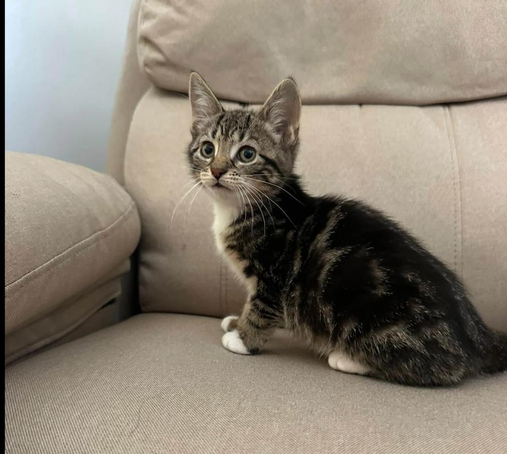 Enlarge Acme Corporation: Dina Mite, a Adoptable mixed breed in Warren, CT image 1/6