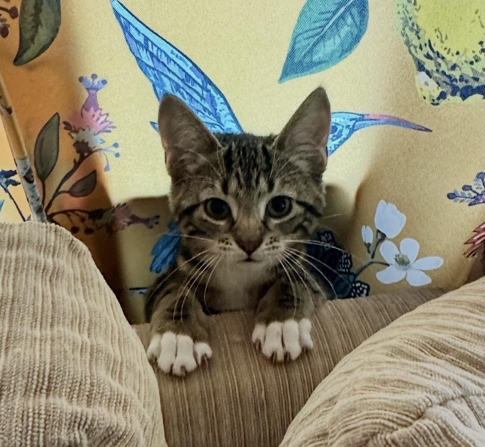 Enlarge Acme Corporation: Dina Mite, a Adoptable mixed breed in Warren, CT image 2/6
