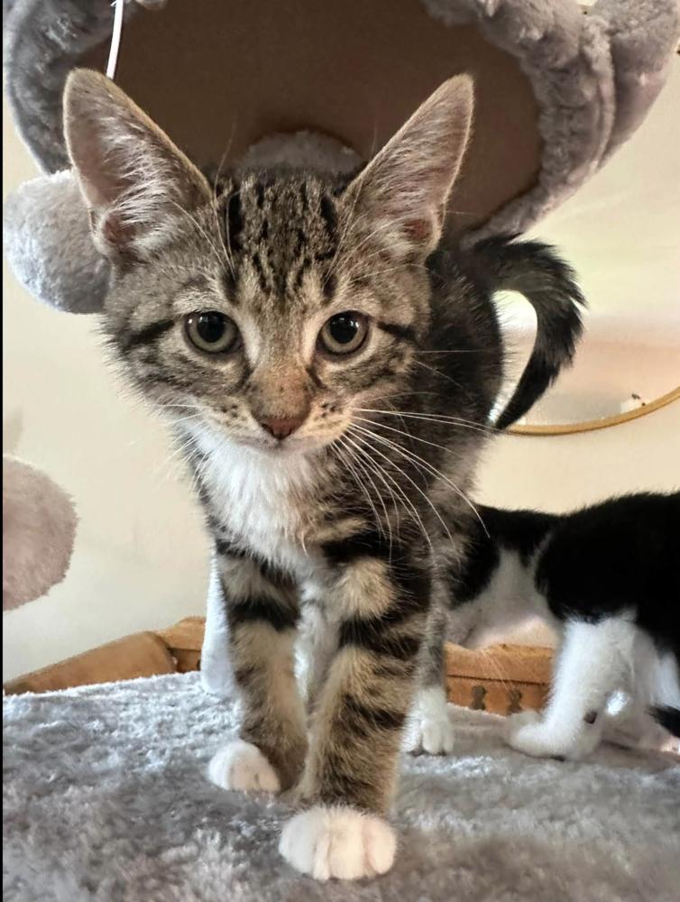 Enlarge Acme Corporation: Dina Mite, a Adoptable mixed breed in Warren, CT image 3/6