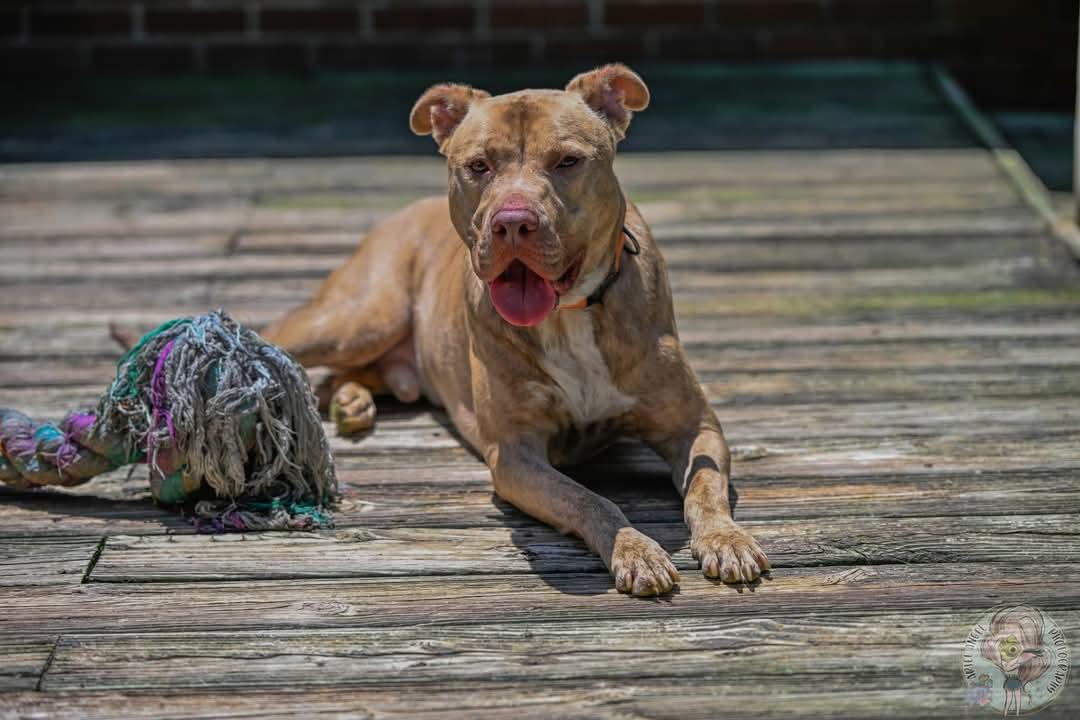 Clark, a Adoptable mixed breed image 3/5