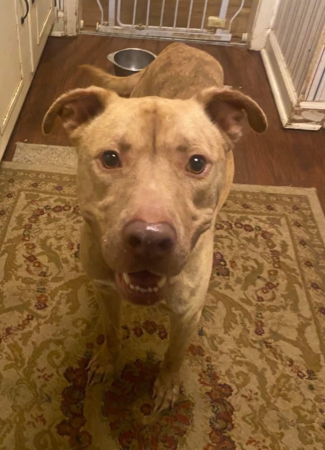 Clark, a Adoptable mixed breed image 2/5