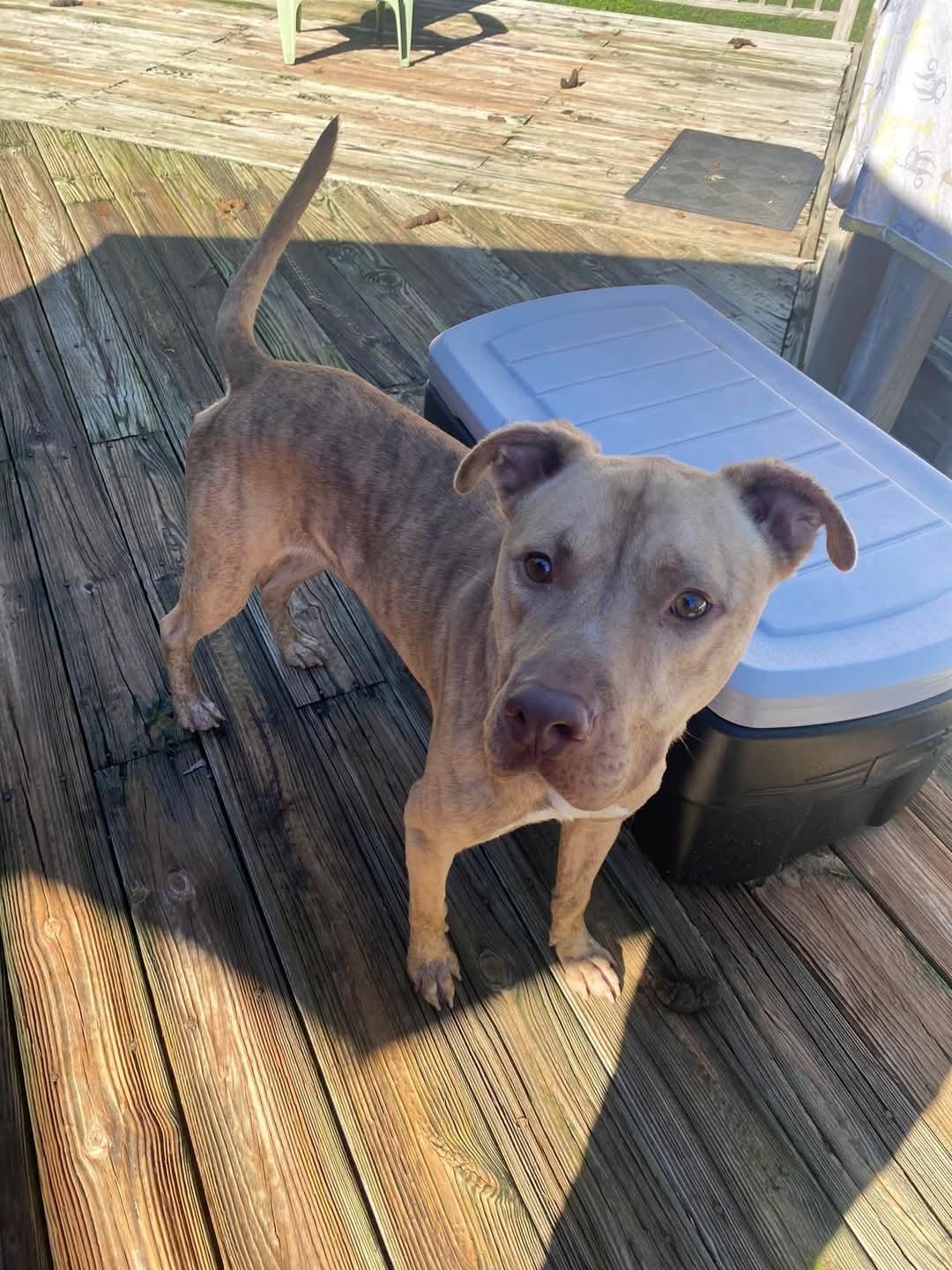 Clark, a Adoptable mixed breed image 4/5