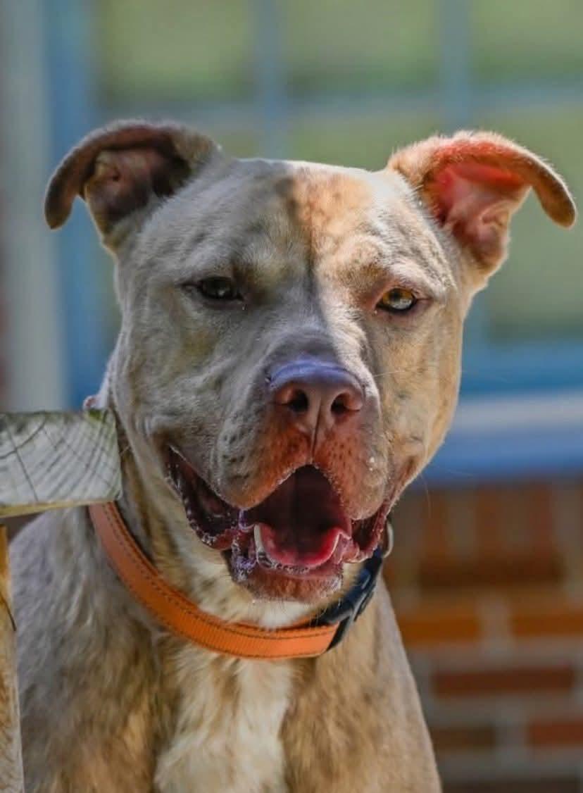 Clark, Adult Male Pit Bull Terrier