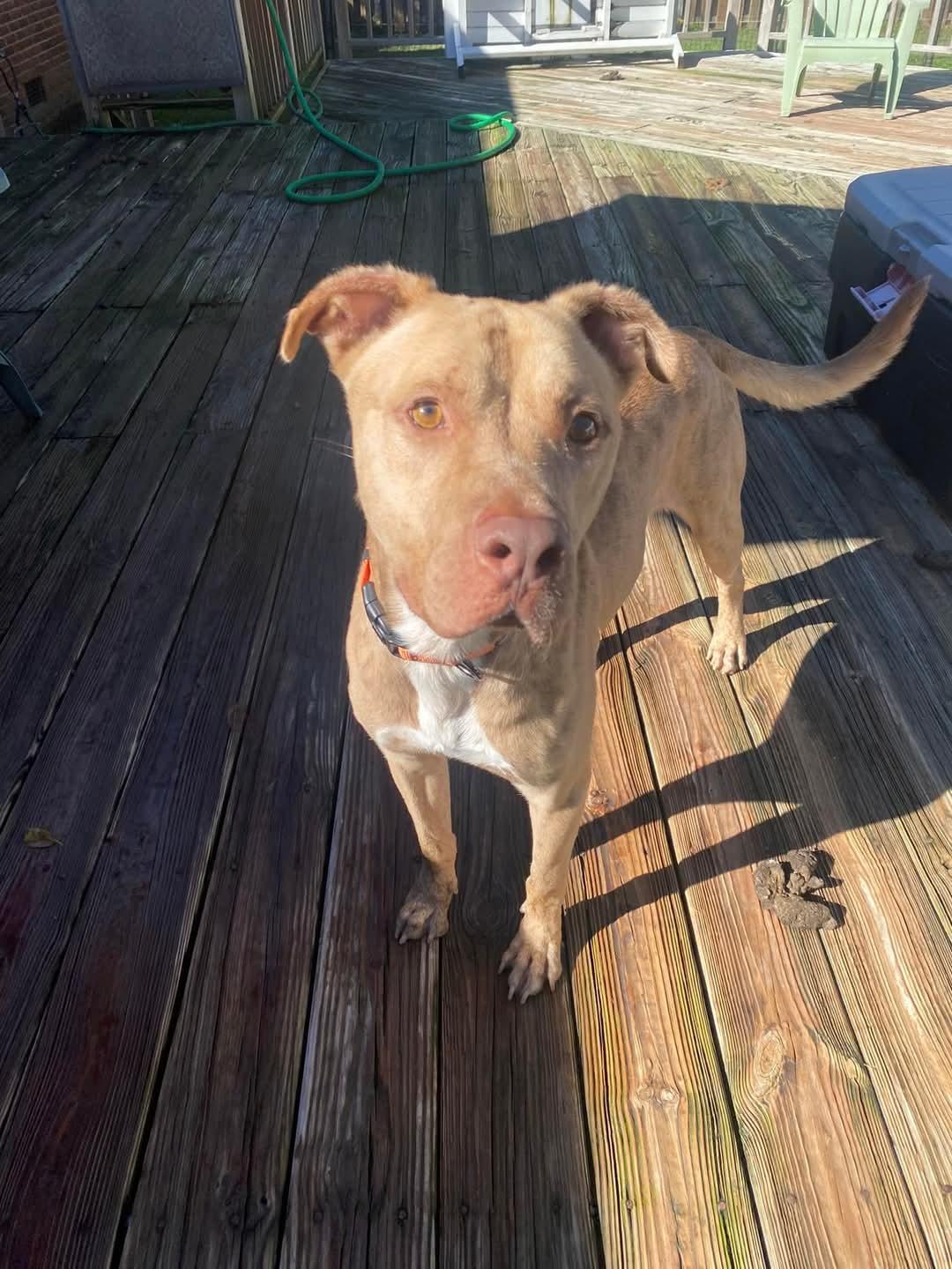 Clark, a Adoptable mixed breed image 5/5