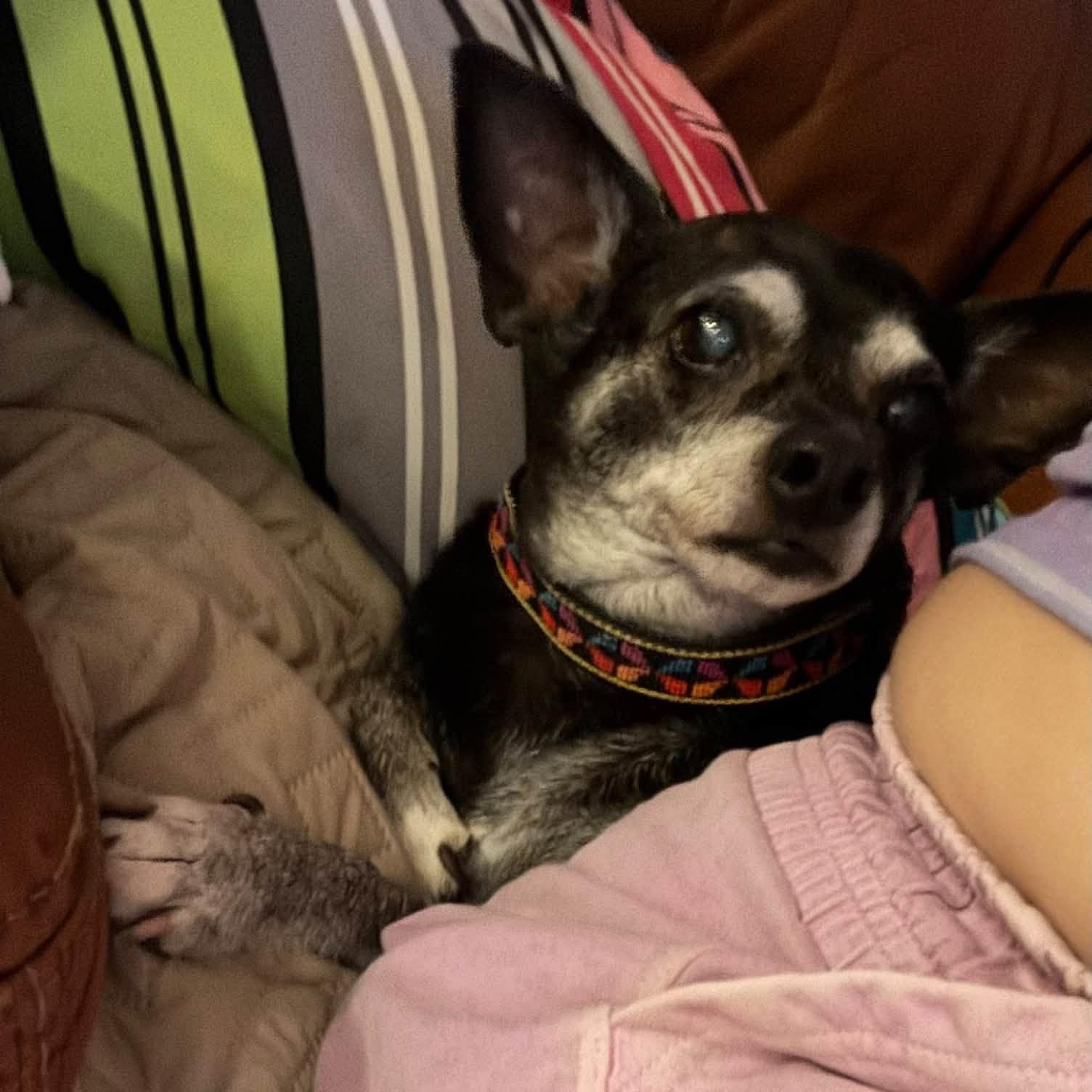 Enlarge Edgar, a Adoptable Chihuahua in Rockville, MD image 5/6