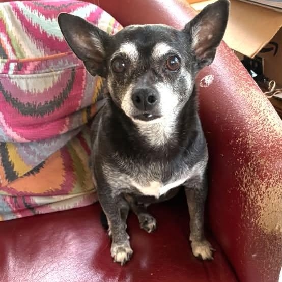 Enlarge Edgar, a Adoptable Chihuahua in Rockville, MD image 3/6