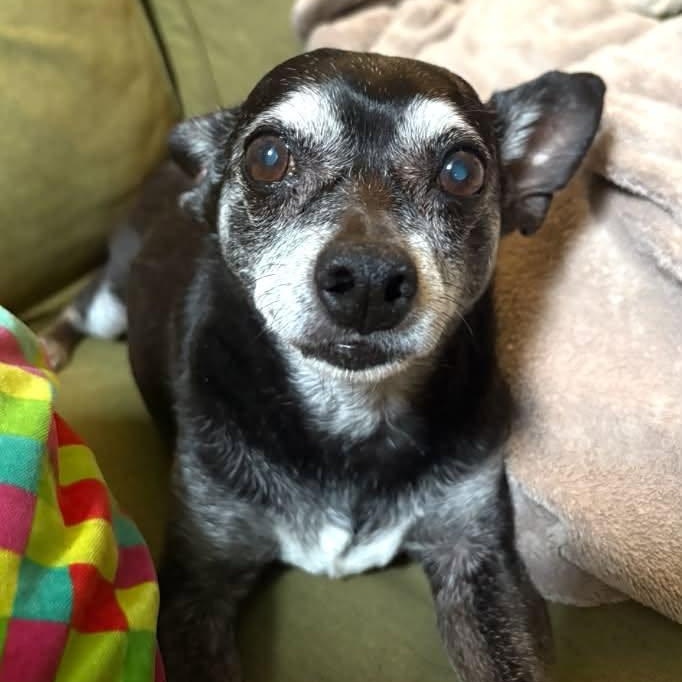 Enlarge Edgar, a Adoptable Chihuahua in Rockville, MD image 4/6