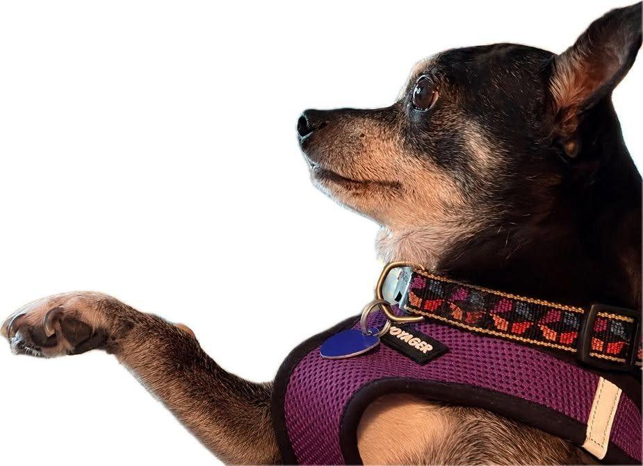 Enlarge Edgar, a Adoptable Chihuahua in Rockville, MD image 1/6