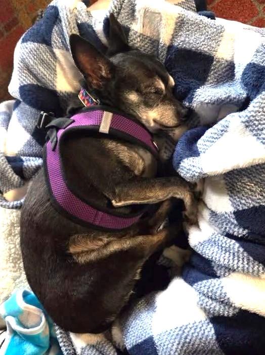 Enlarge Edgar, a Adoptable Chihuahua in Rockville, MD image 2/6
