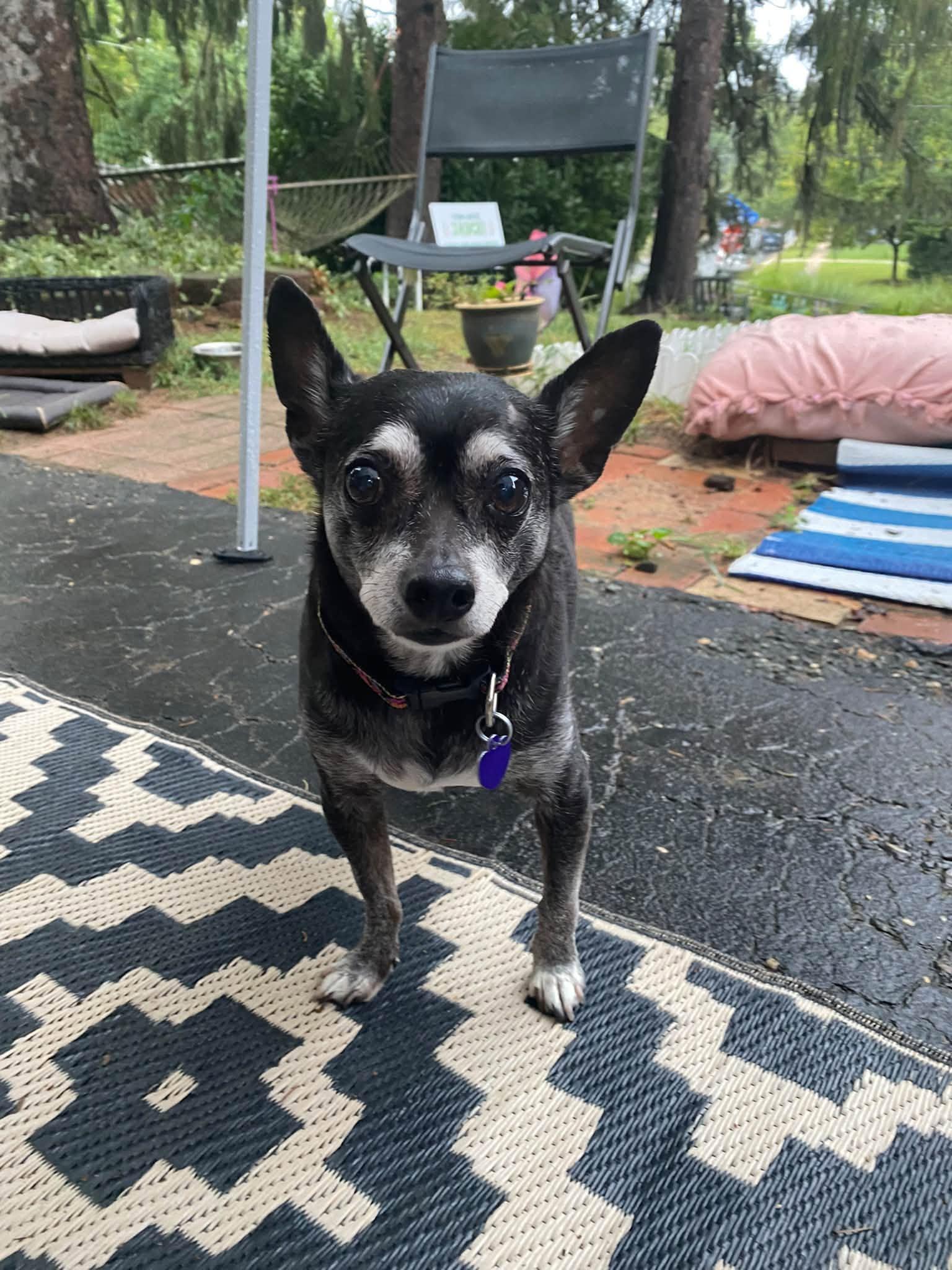 Enlarge Edgar, a Adoptable Chihuahua in Rockville, MD image 6/6