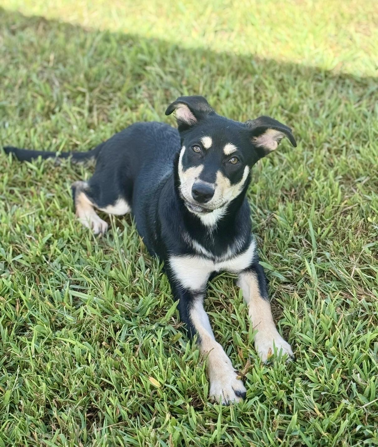 Pippa, a Adopted mixed breed in Nashville, TN image 2/5