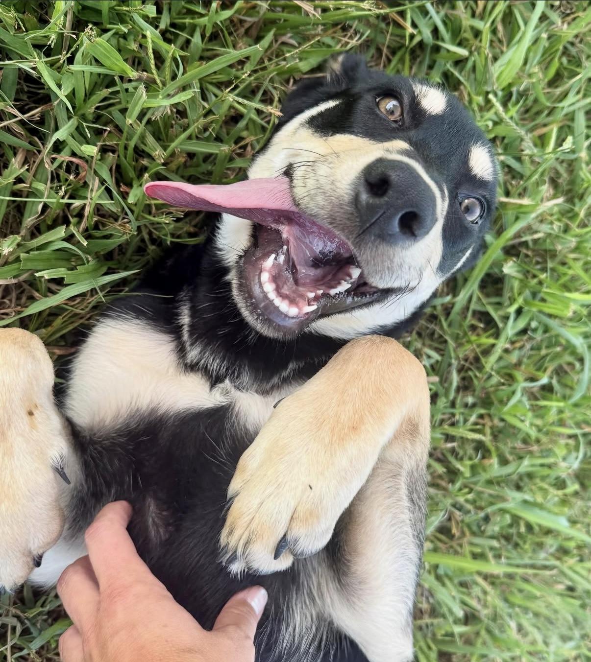 Pippa, a Adopted mixed breed in Nashville, TN image 3/5