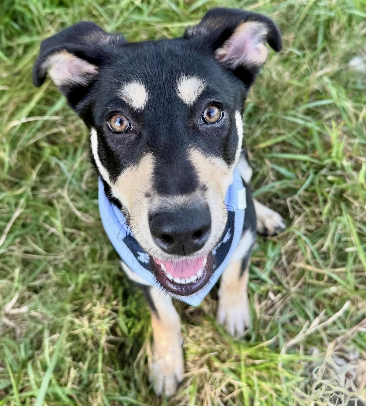 Pippa, a Adopted mixed breed in Nashville, TN image 4/5