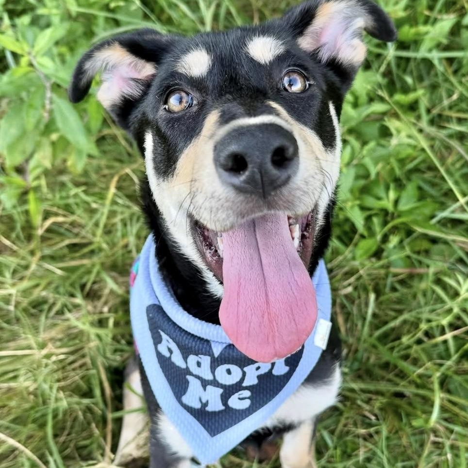 Pippa, Adopted, Young Female Labrador Retriever & Hound.