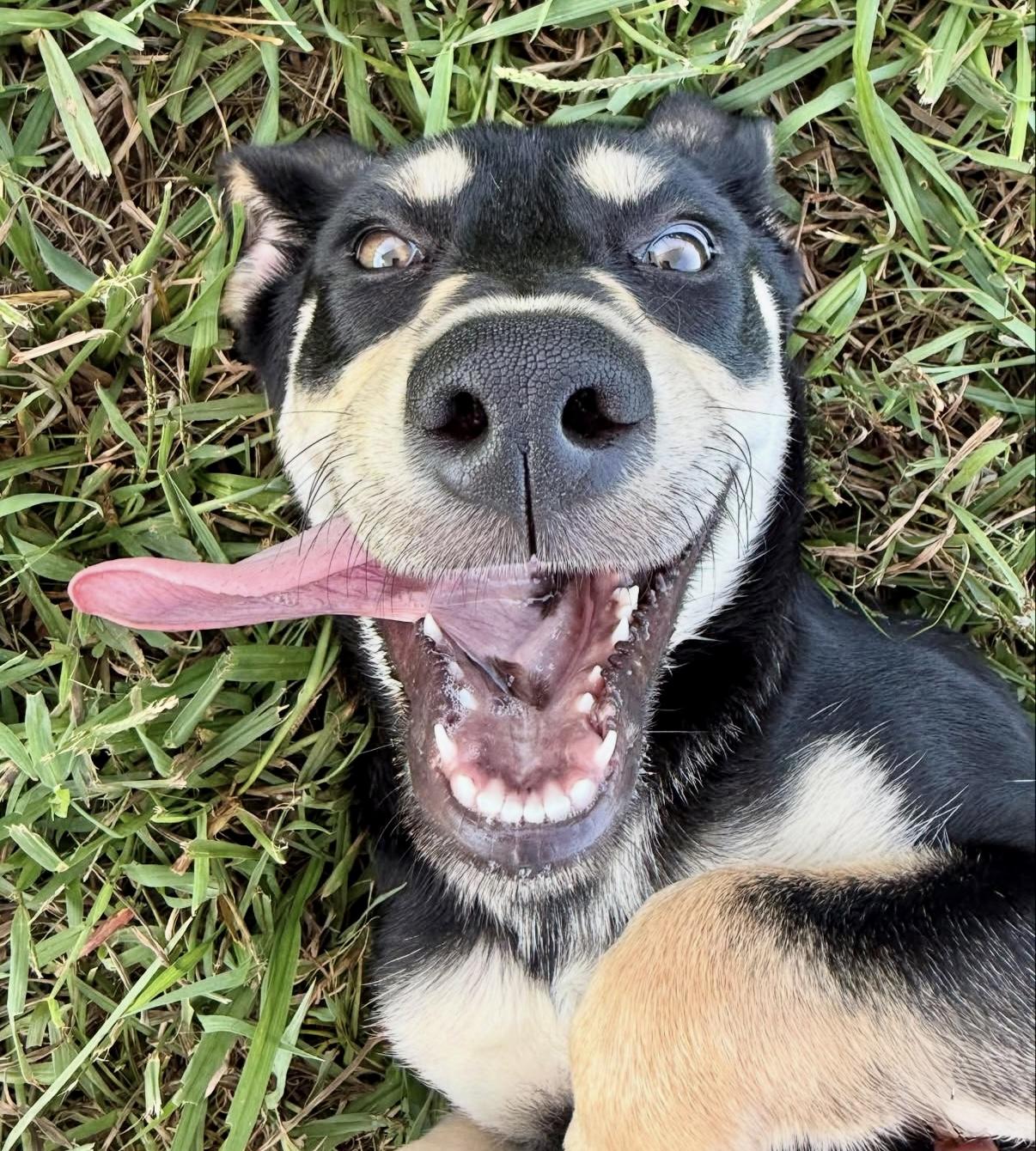 Pippa, a Adopted mixed breed in Nashville, TN image 5/5