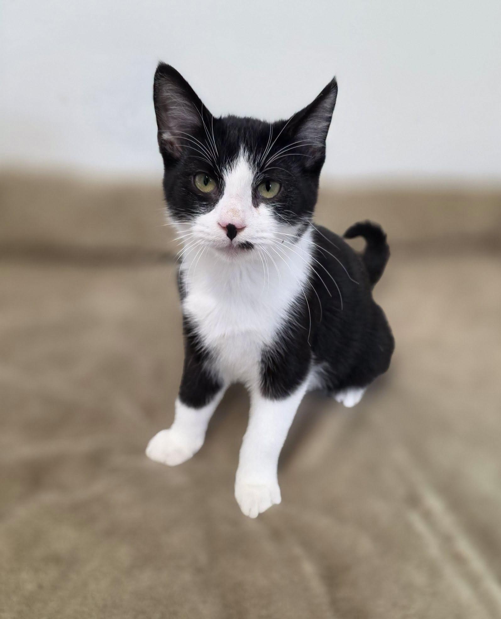 Dice, Adoptable, Young Male Domestic Short Hair.