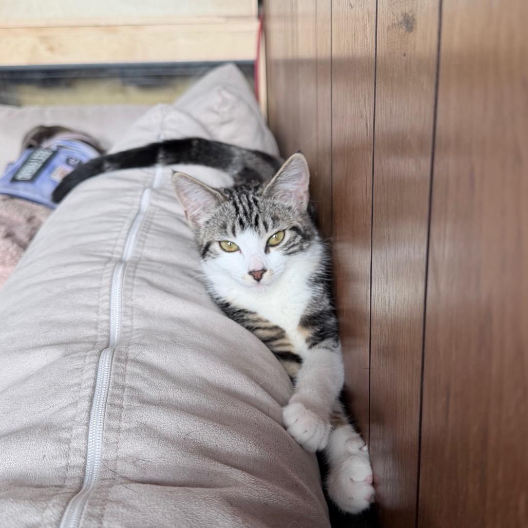 Sophia, Adoptable, Young Female Domestic Medium Hair.