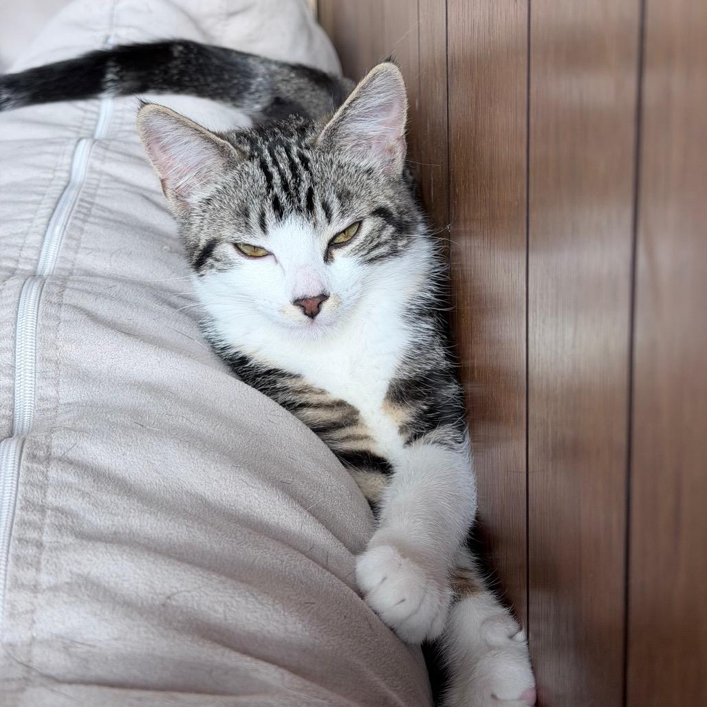 Enlarge Sophia, a Adoptable Domestic Medium Hair in Riverside, CA image 2/4