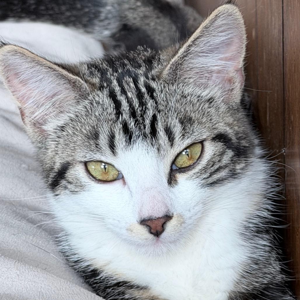 Enlarge Sophia, a Adoptable Domestic Medium Hair in Riverside, CA image 3/4