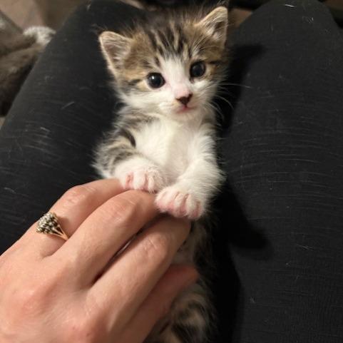 Enlarge Sophia, a Adoptable Domestic Medium Hair in Riverside, CA image 1/1