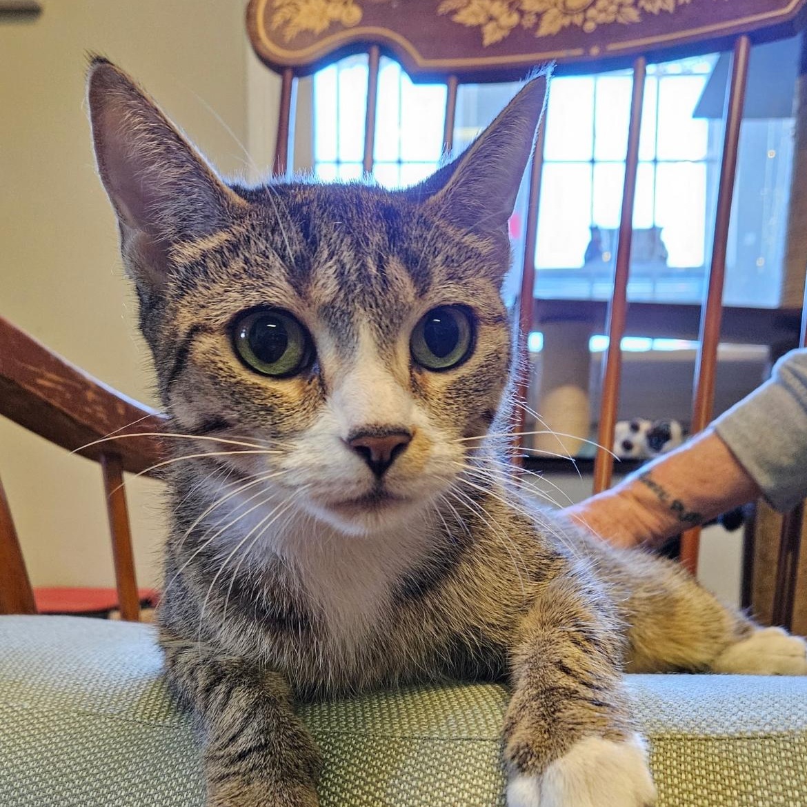 Brie, an adopted Domestic Short Hair in Brockport, NY image 3/6