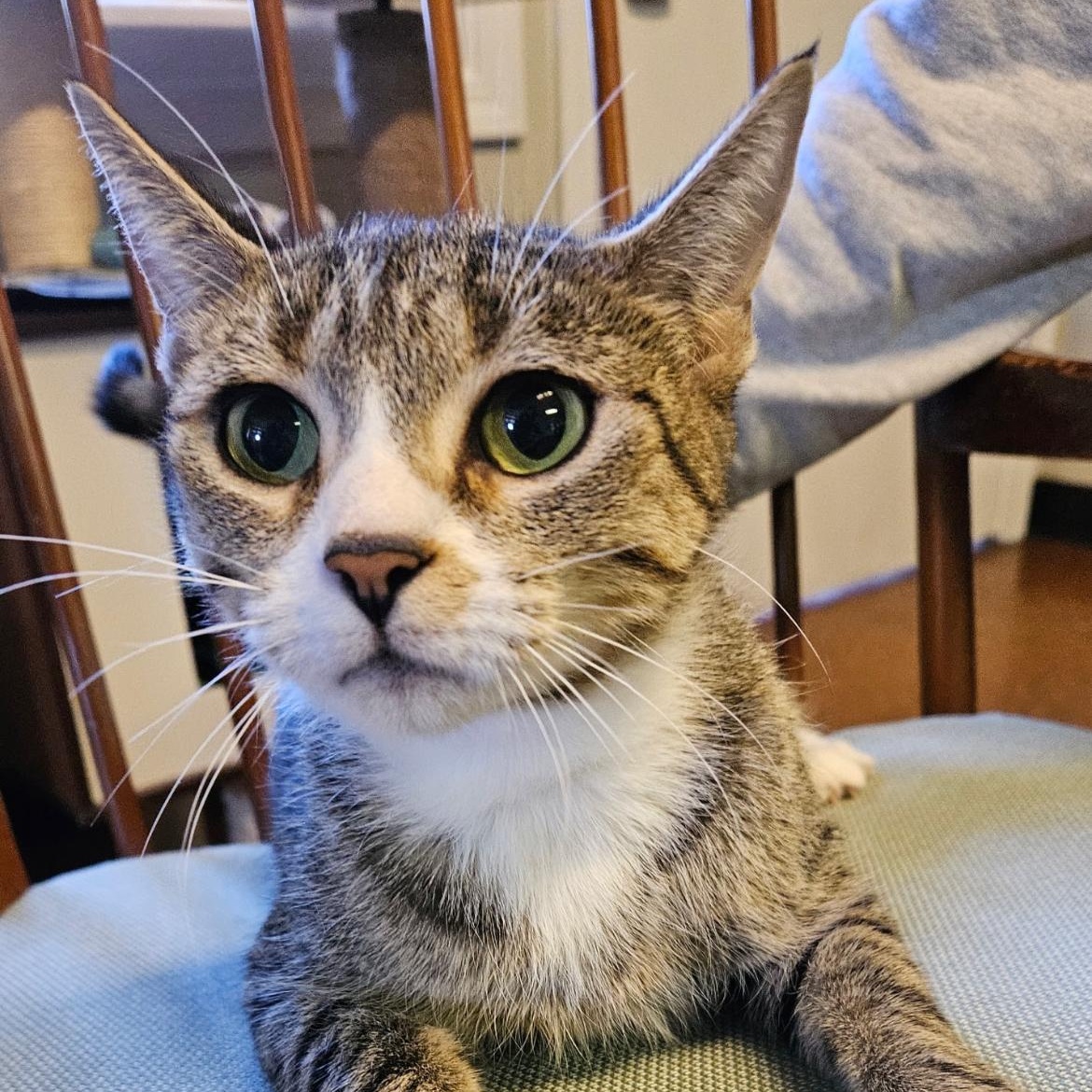 Brie, an adopted Domestic Short Hair in Brockport, NY image 5/6