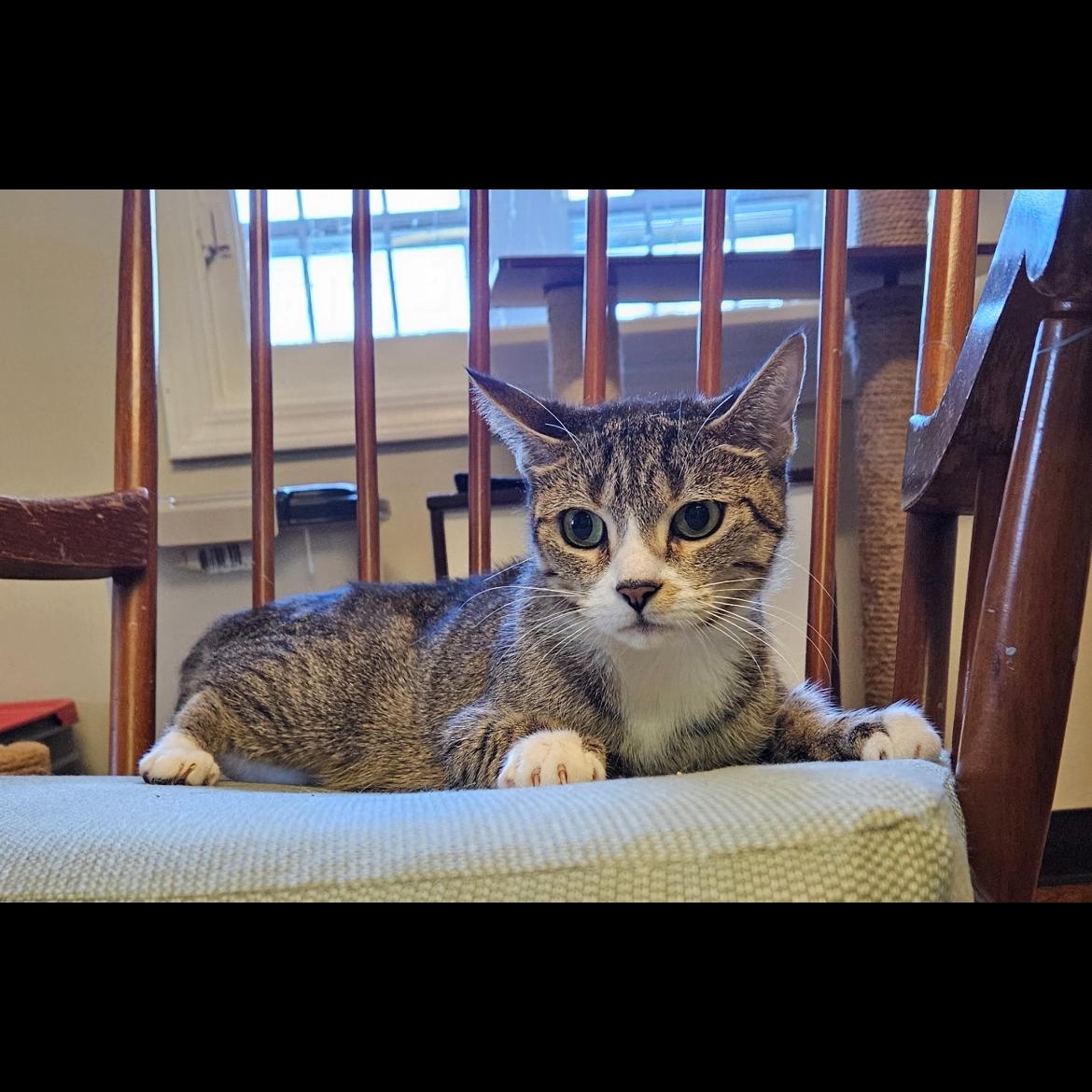 Brie, an adopted Domestic Short Hair in Brockport, NY image 2/6