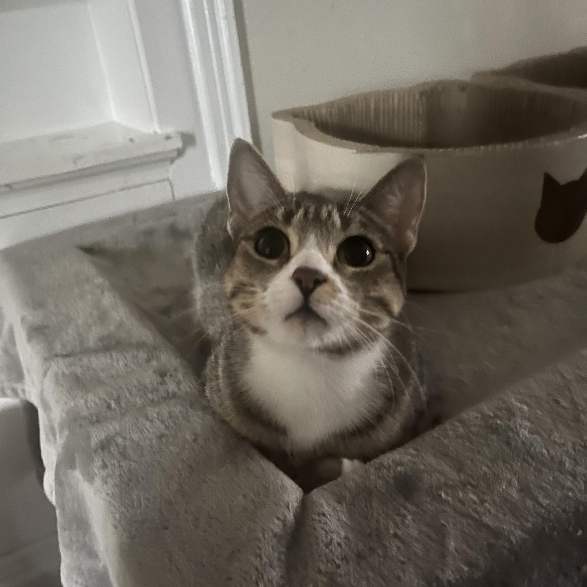 Brie, an adopted Domestic Short Hair in Brockport, NY image 1/6