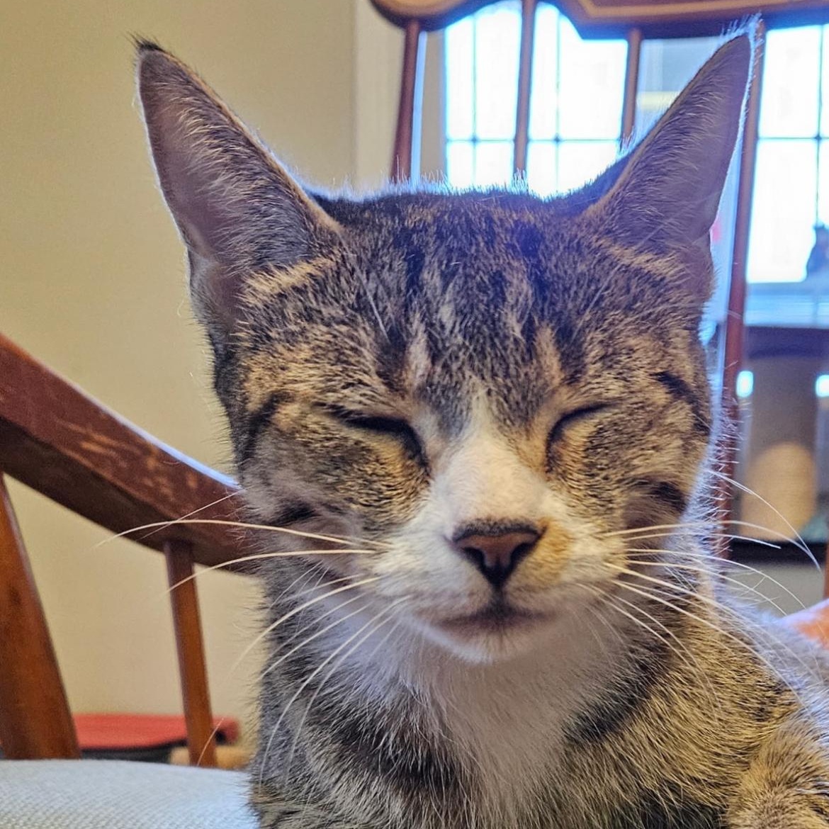 Brie, an adopted Domestic Short Hair in Brockport, NY image 4/6