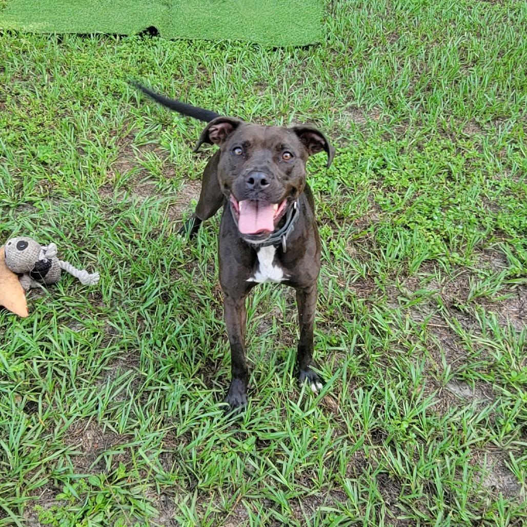 Mango, Adoptable, Adult Female Mixed Breed.