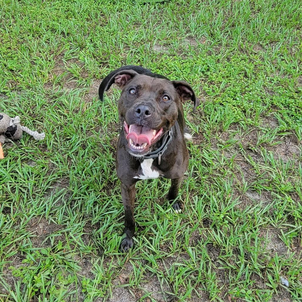Enlarge Mango, a Adoptable Mixed Breed in Lake Panasoffkee, FL image 2/6