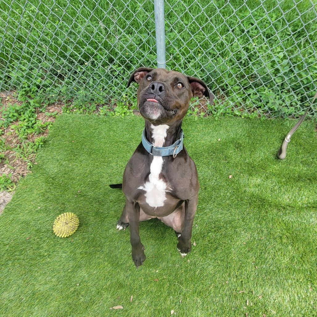 Enlarge Mango, a Adoptable Mixed Breed in Lake Panasoffkee, FL image 3/6