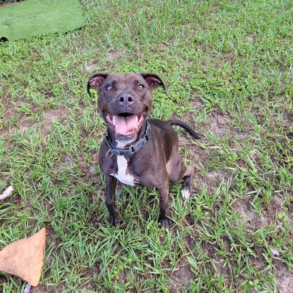Enlarge Mango, a Adoptable Mixed Breed in Lake Panasoffkee, FL image 4/6