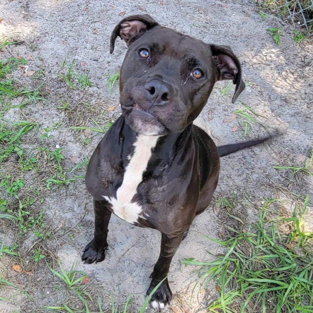 Enlarge Mango, a Adoptable Mixed Breed in Lake Panasoffkee, FL image 5/6