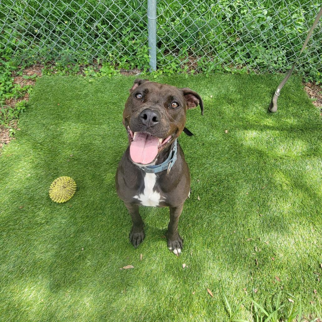 Enlarge Mango, a Adoptable Mixed Breed in Lake Panasoffkee, FL image 6/6