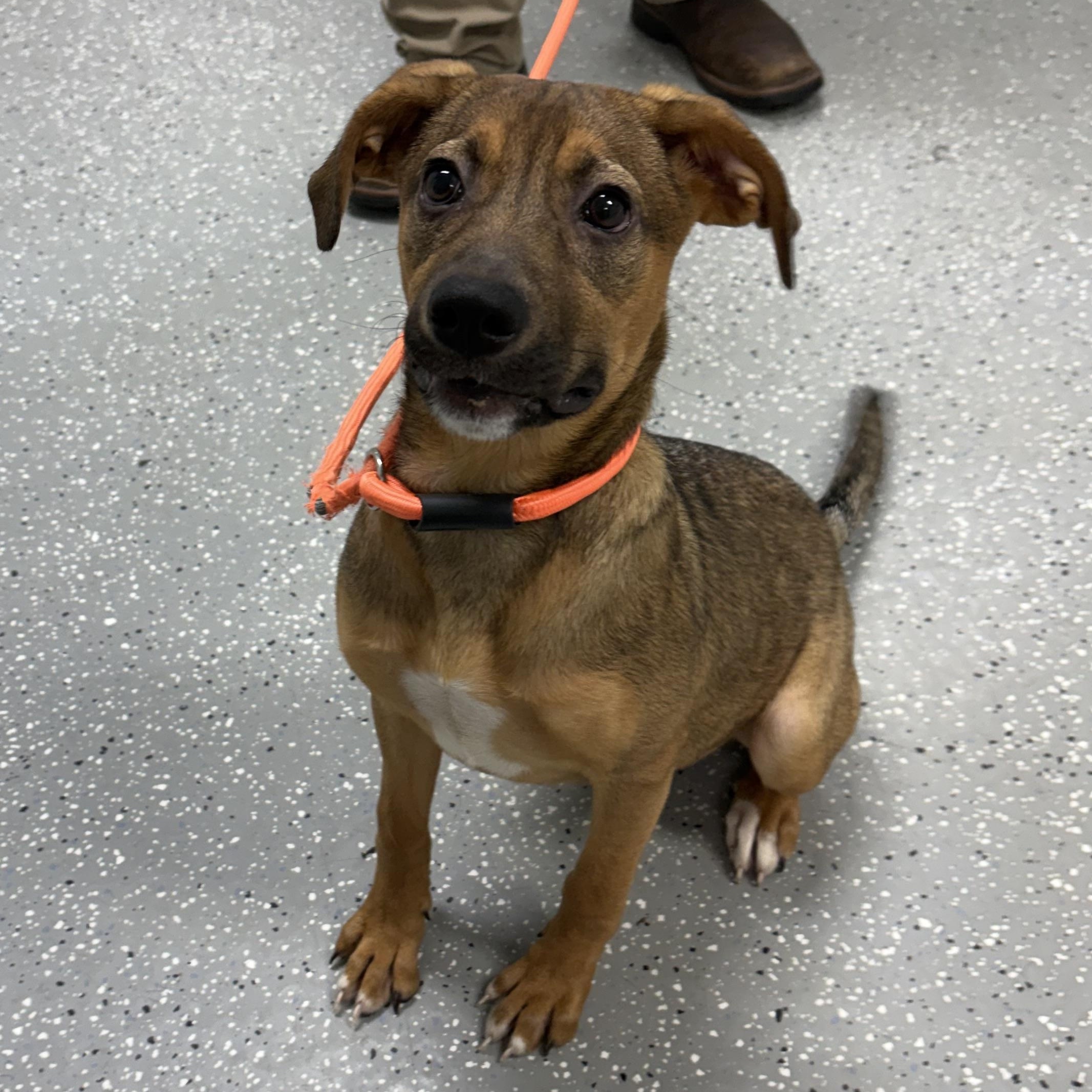 Livvy, an adopted mixed breed in Bardstown, KY image 1/4