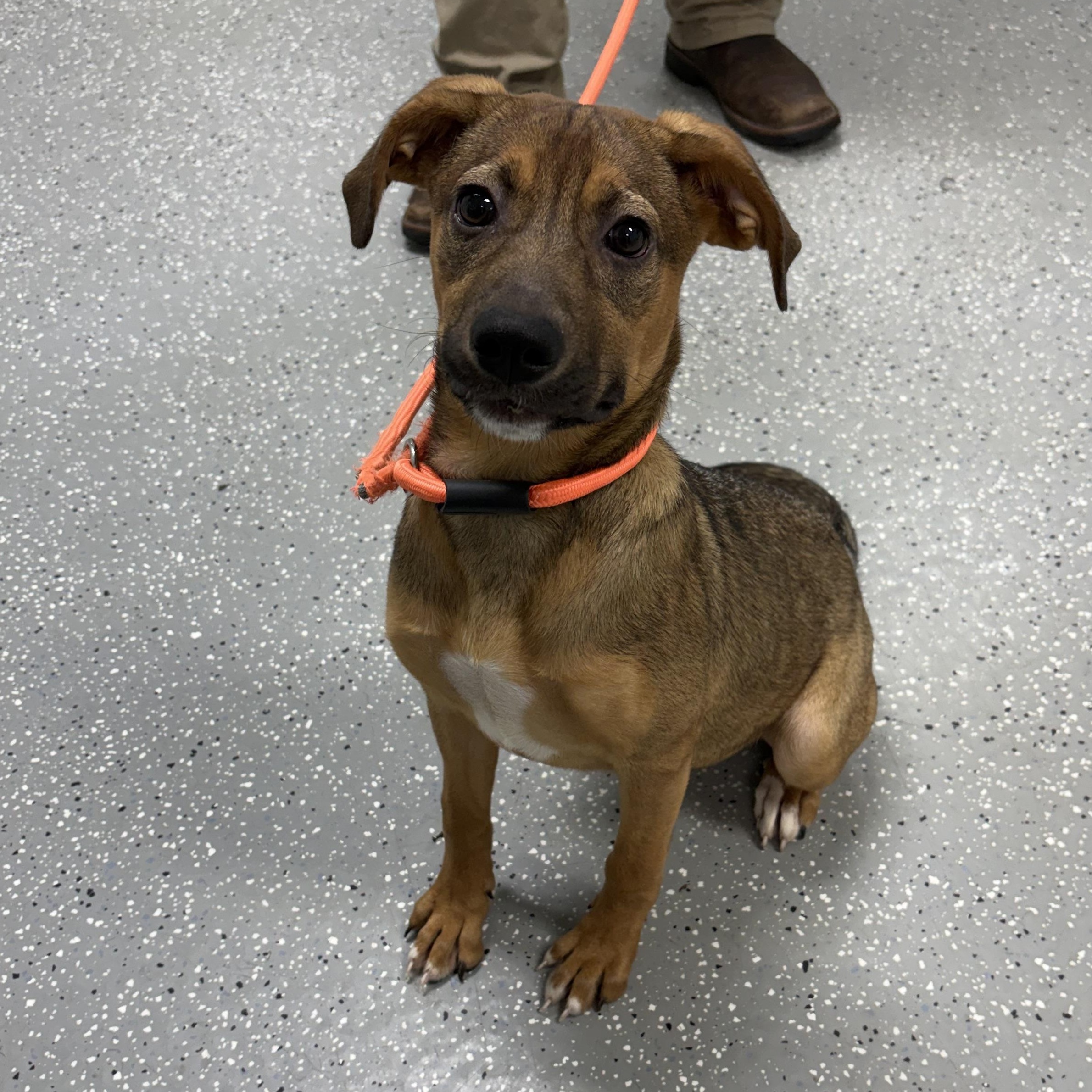 Livvy, an adopted mixed breed in Bardstown, KY image 3/4