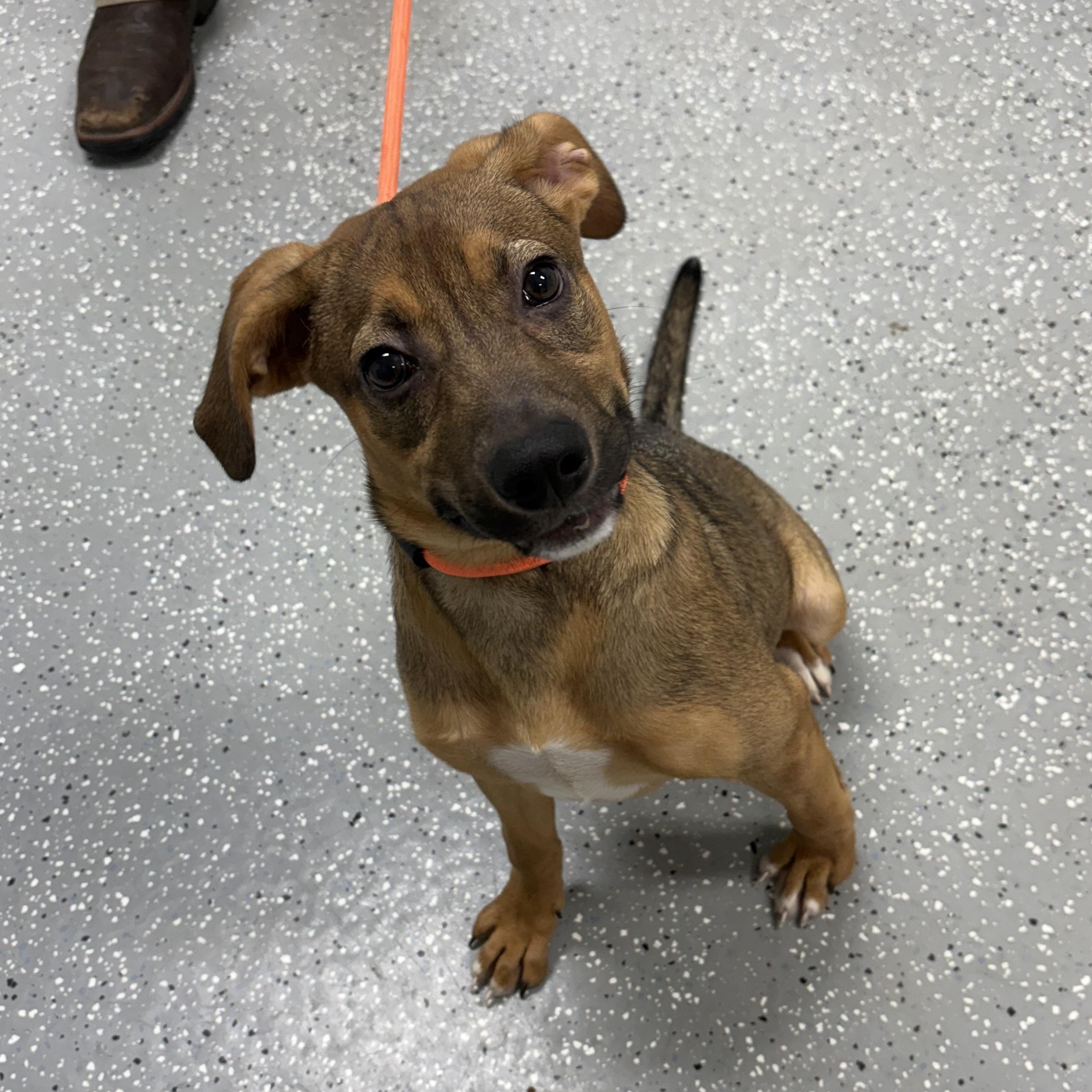 Livvy, an adopted mixed breed in Bardstown, KY image 2/4