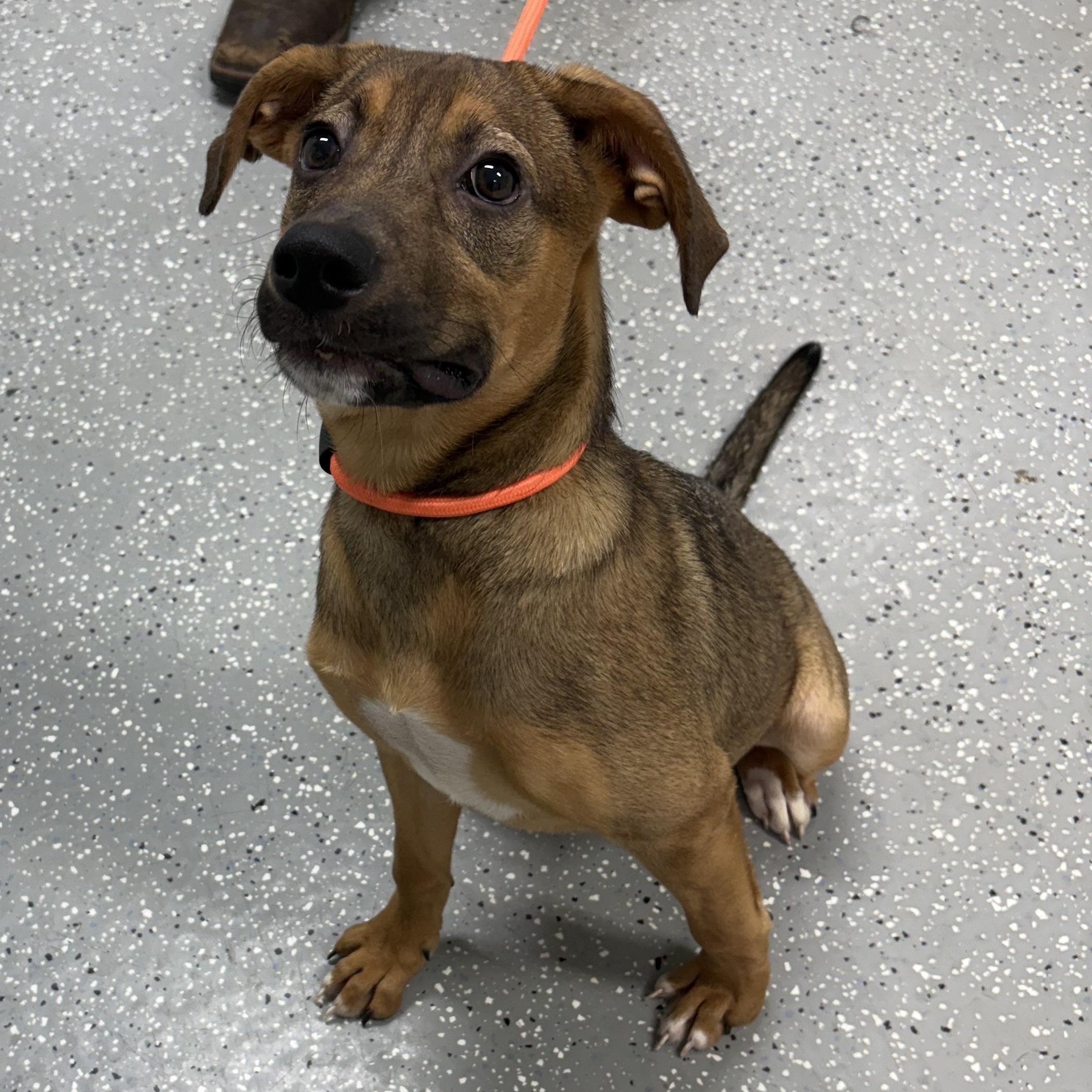 Livvy, an adopted mixed breed in Bardstown, KY image 4/4