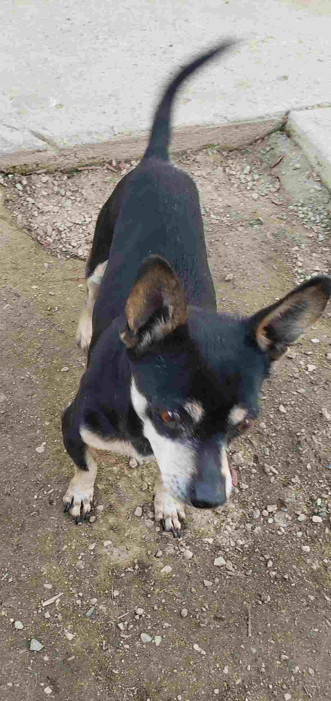 Sarge, an adoptable Chiweenie in Carlsbad, CA, 92009 | Photo Image 2