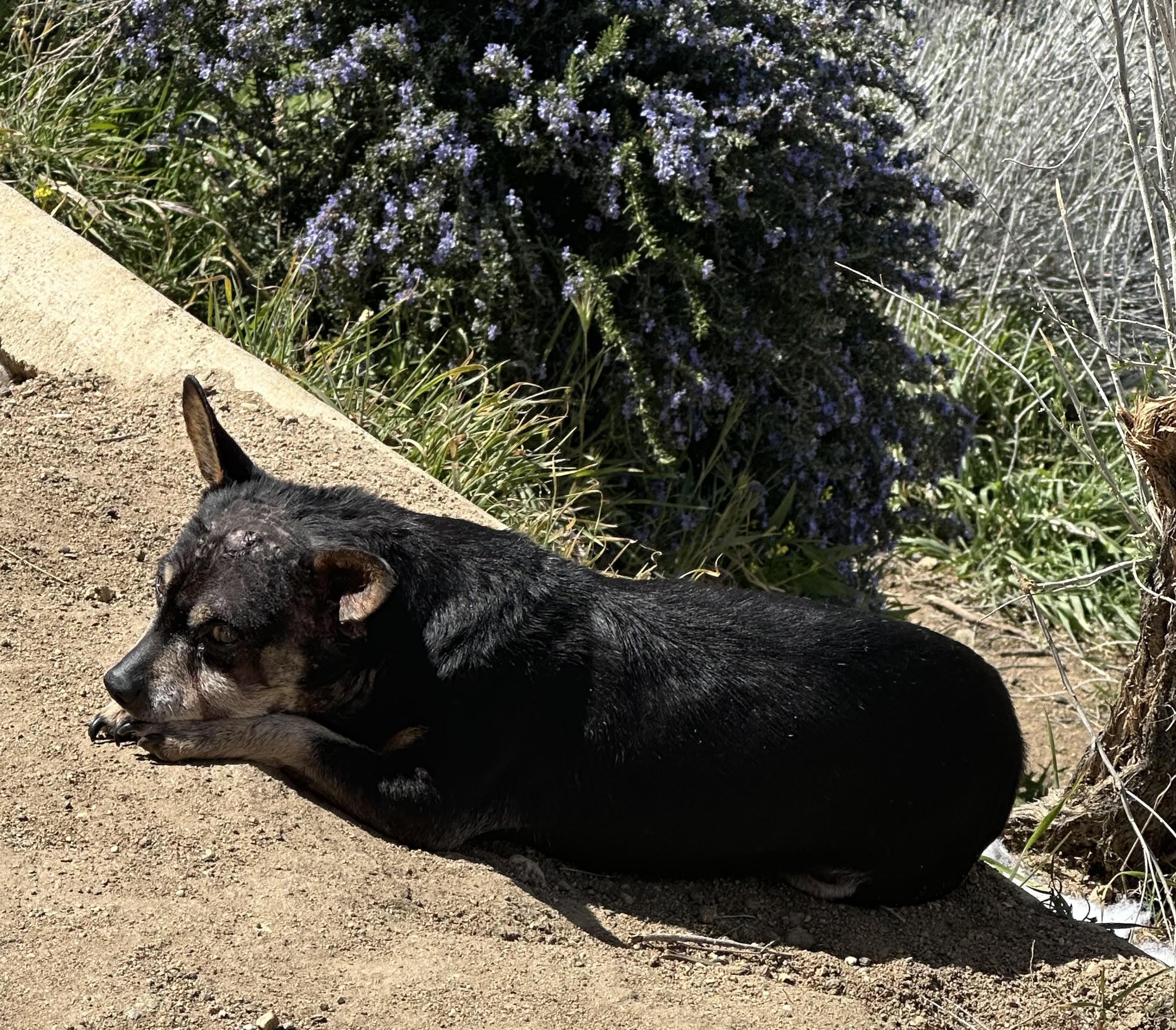 Sarge, an adoptable Chiweenie in Carlsbad, CA, 92009 | Photo Image 4
