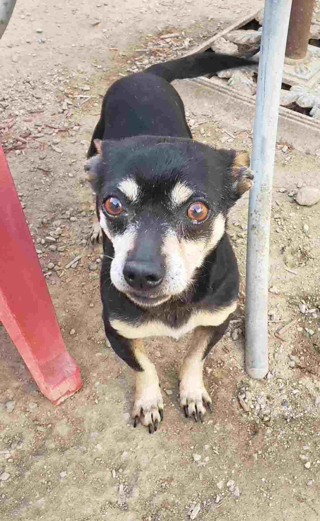 Sarge, an adoptable Chiweenie in Carlsbad, CA, 92009 | Photo Image 1