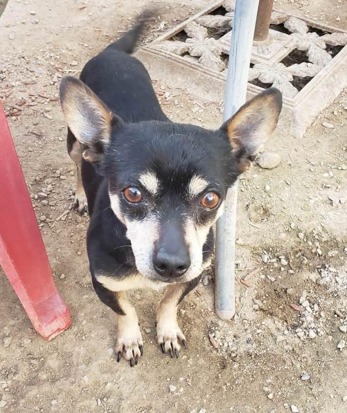 Sarge, an adoptable Chiweenie in Carlsbad, CA, 92009 | Photo Image 6