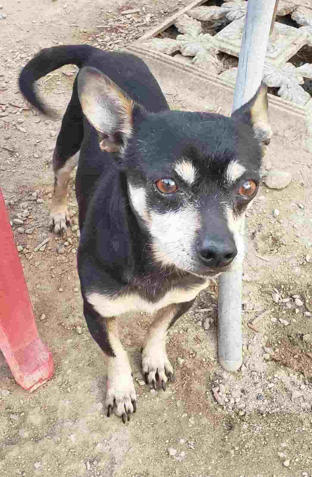 Sarge, an adoptable Chiweenie in Carlsbad, CA, 92009 | Photo Image 3