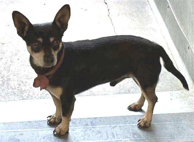 Sarge, an adoptable Chiweenie in Carlsbad, CA, 92009 | Photo Image 5