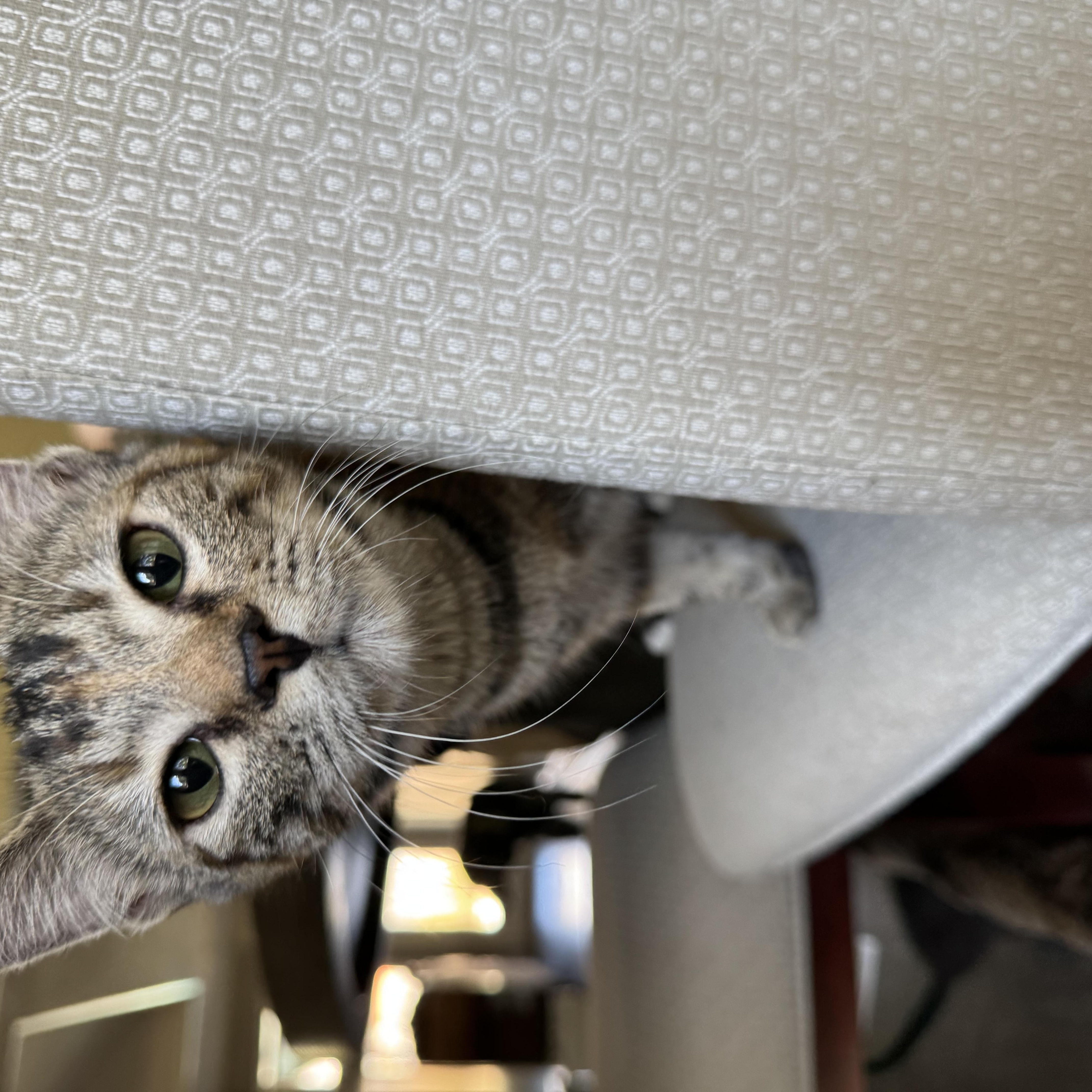 Enlarge Daffodil, a Adoptable Domestic Short Hair in North Richland Hills, TX image 2/5