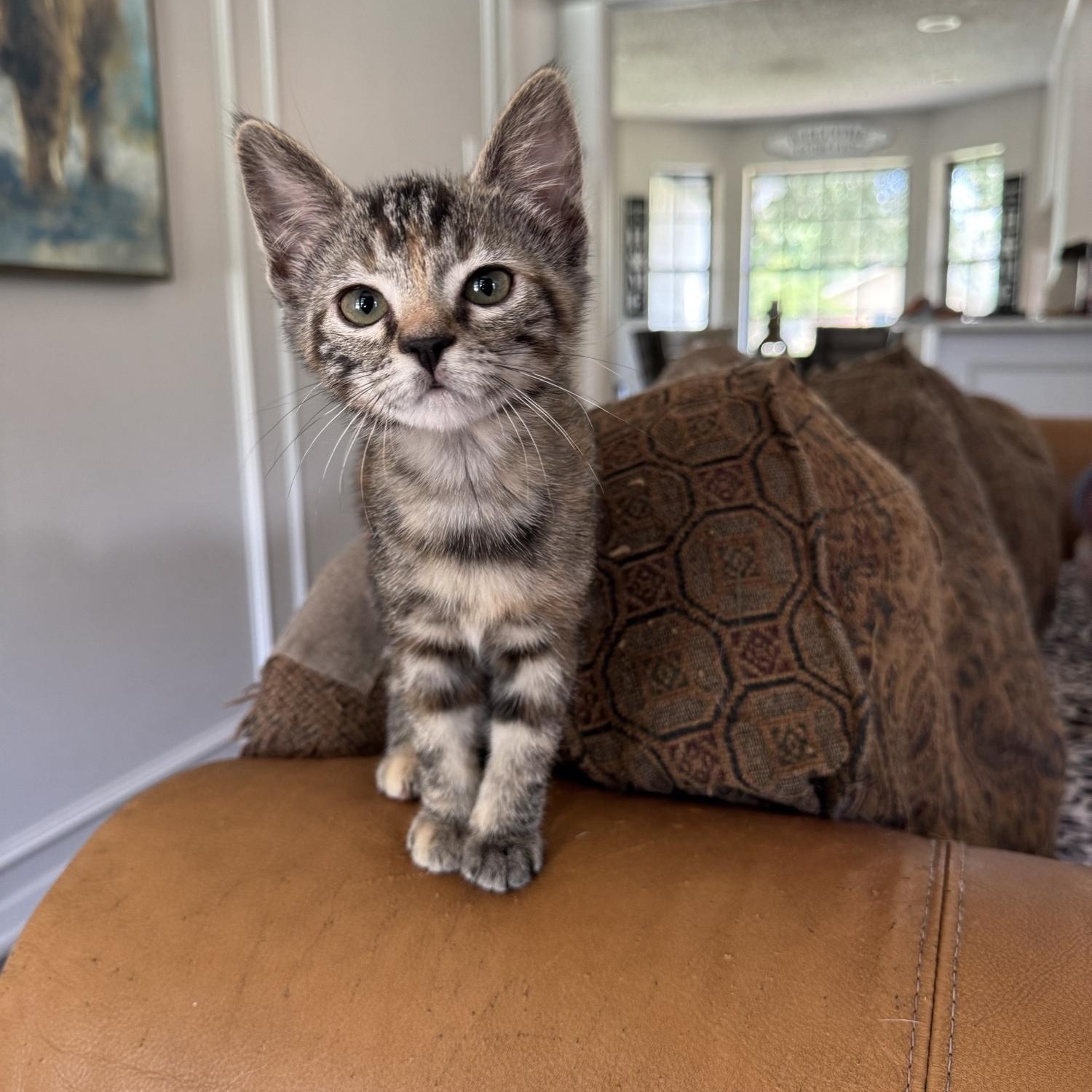 Enlarge Daffodil, a Adoptable Domestic Short Hair in North Richland Hills, TX image 4/5