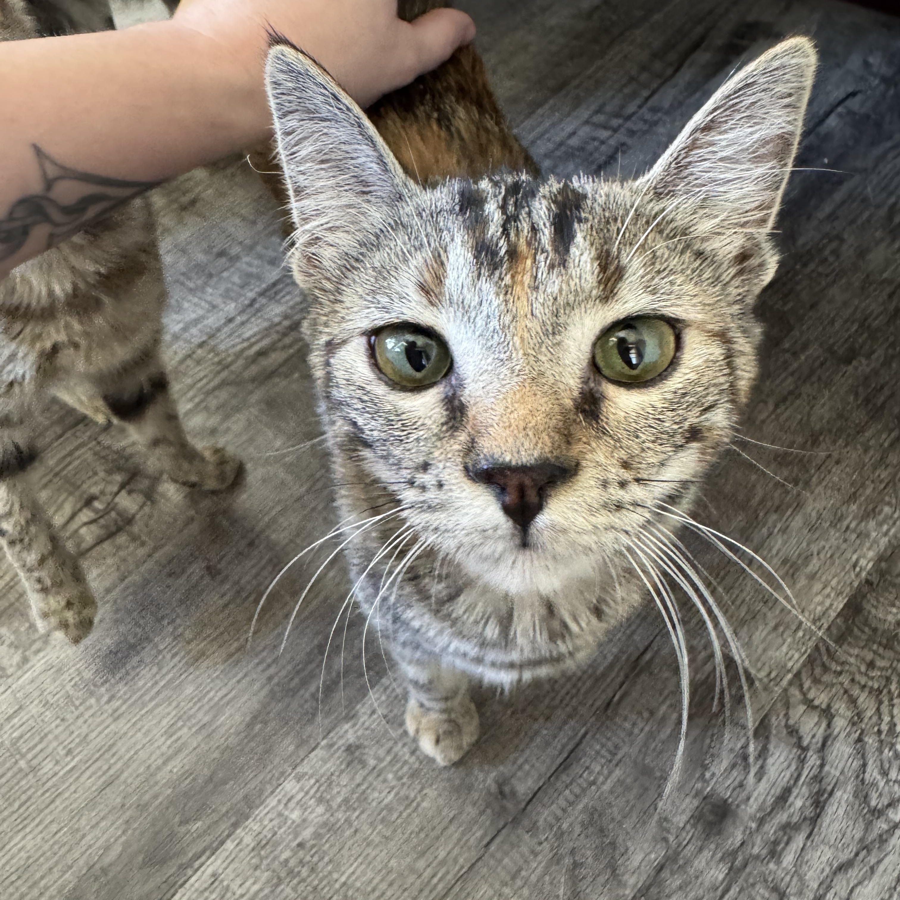 Enlarge Daffodil, a Adoptable Domestic Short Hair in North Richland Hills, TX image 1/5