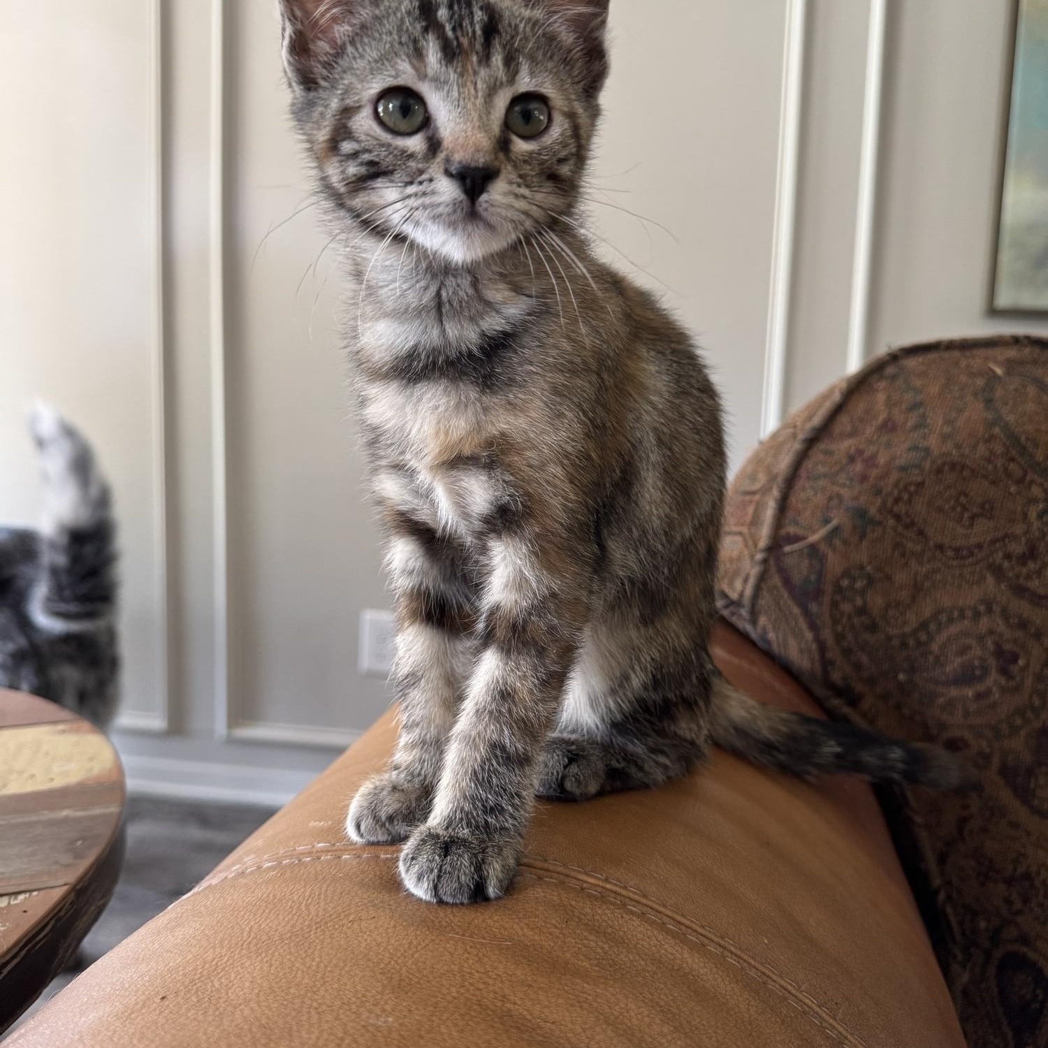 Enlarge Daffodil, a Adoptable Domestic Short Hair in North Richland Hills, TX image 5/5