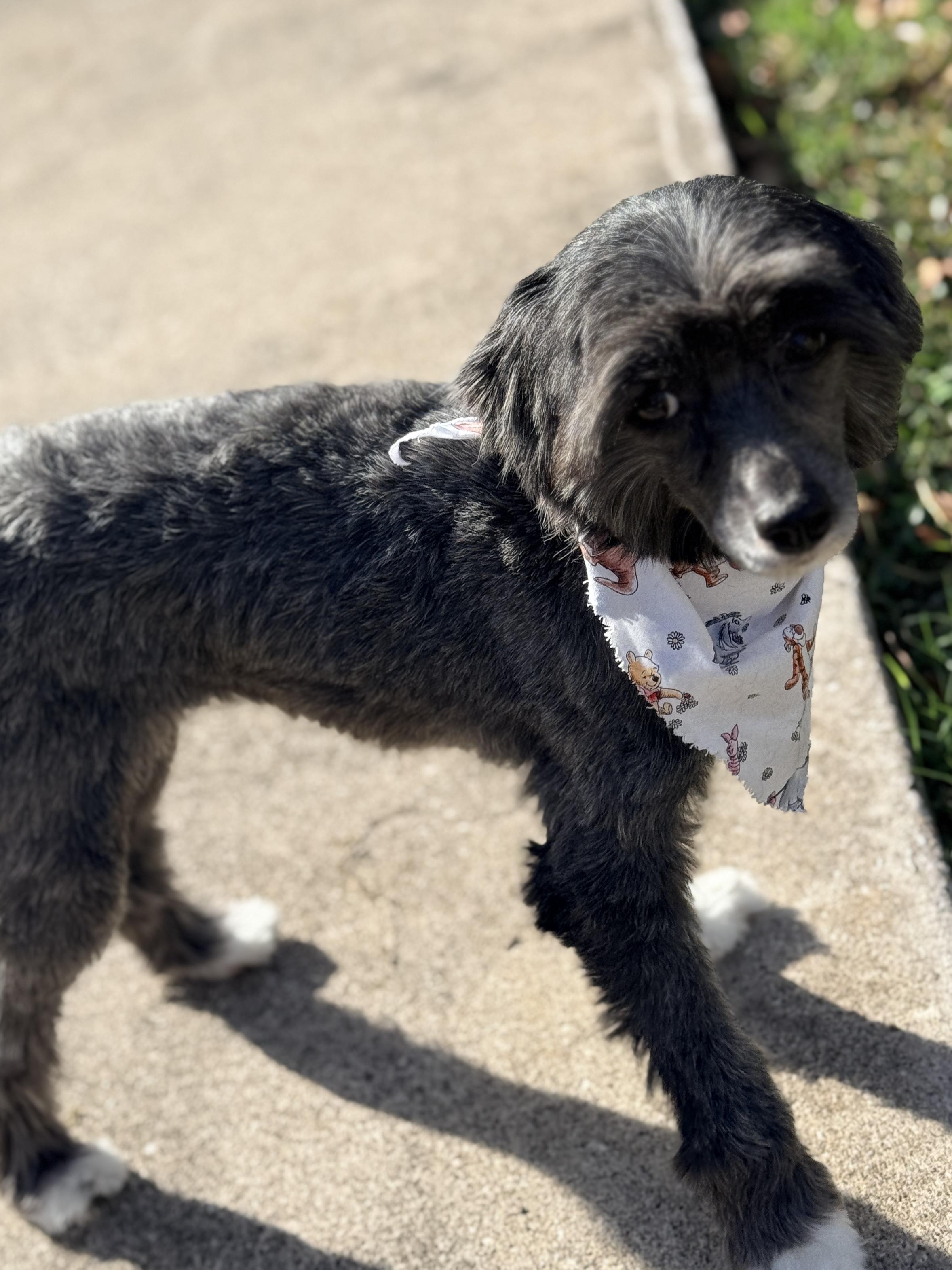 Enlarge Linah, a ADOPTABLE Chinese Crested Dog in Houston, TX image 2/6